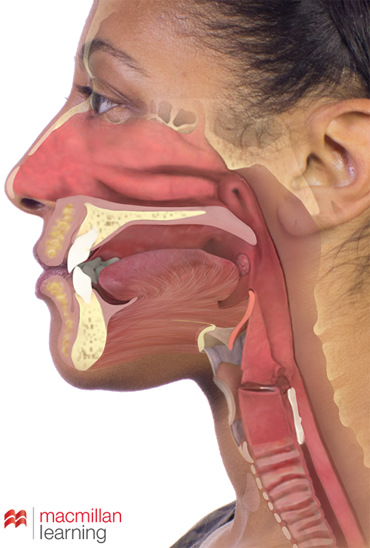 image - head and neck anatomy