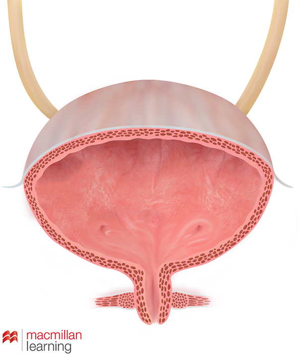 illustration of a bladder